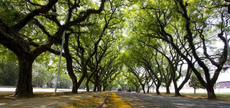 onde praticar corridas em São Paulo